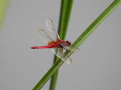 Crocothemis servilia mariannae
