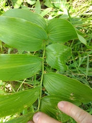 Polygonatum biflorum commutatum