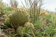 Coryphantha recurvata