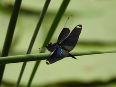 Rhyothemis fuliginosa
