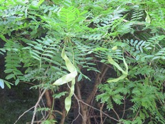 Gleditsia japonica