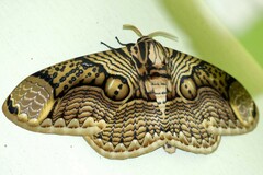 Brahmaea hearseyi