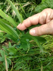 Polygonatum biflorum commutatum