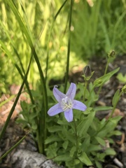Campanula wilkinsiana