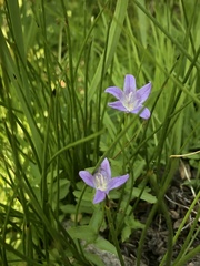 Campanula wilkinsiana
