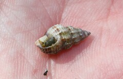 Nassarius mendicus