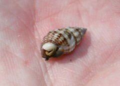Nassarius mendicus