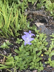 Campanula wilkinsiana