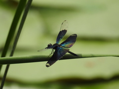 Rhyothemis fuliginosa