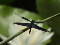 Rhyothemis fuliginosa