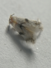 Pseudopostega crepusculella