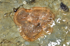 Cryptosula pallasiana