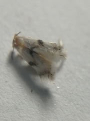 Pseudopostega crepusculella