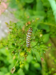 Cucullia scrophulariae