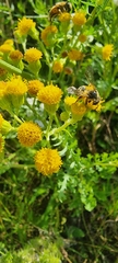 Andrena denticulata