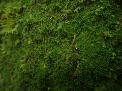 Lepidozia procera