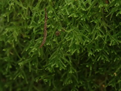 Lepidozia procera