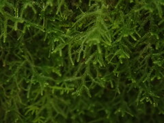 Lepidozia procera