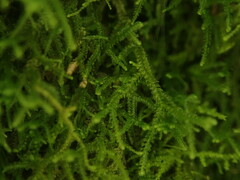 Lepidozia procera