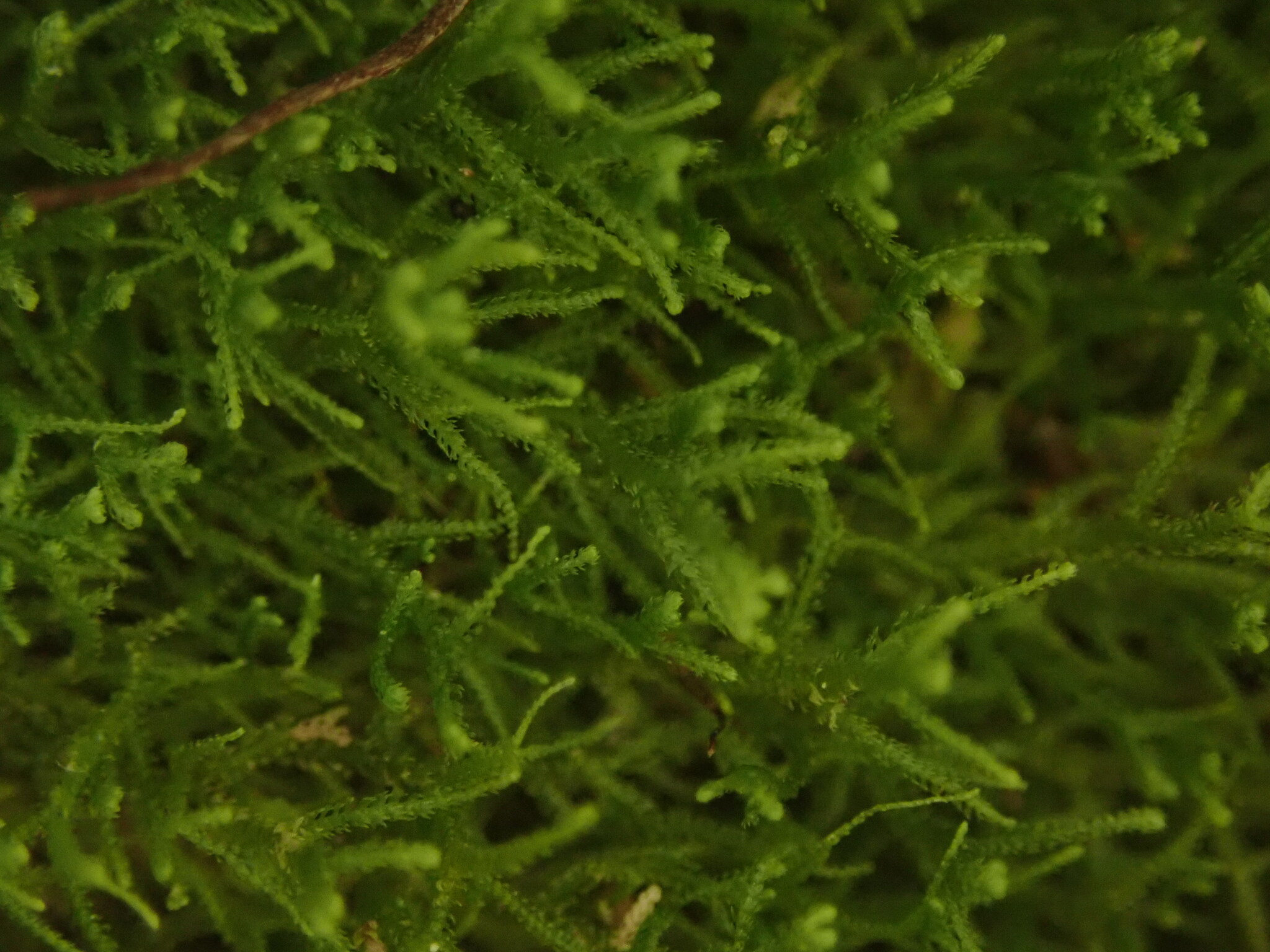 Lepidozia procera