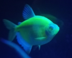 Gymnocorymbus ternetzi