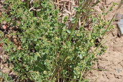 Galium multiflorum
