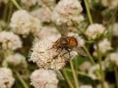 Protodejeania echinata