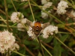Protodejeania echinata