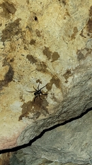 Camptocosa