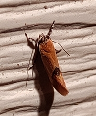 Batia lunaris