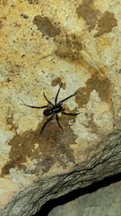 Camptocosa