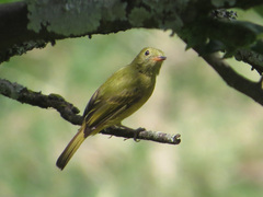 Mionectes oleagineus