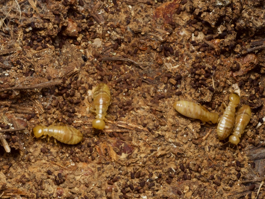 Pacific Dampwood Termite from Point Lobos State Reserve, Monterey ...