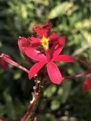 Epidendrum × obrienianum