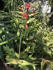 Epidendrum × obrienianum