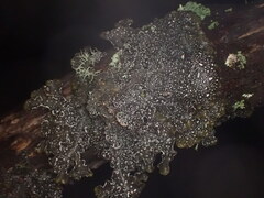 Pseudocyphellaria intricata