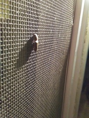 Elateridae
