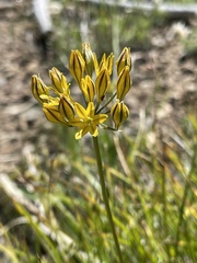Triteleia crocea