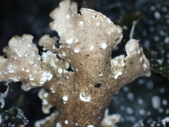 Pseudocyphellaria intricata