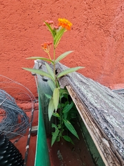 Asclepias curassavica