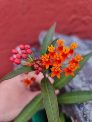 Asclepias curassavica