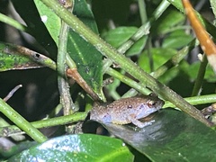 Eleutherodactylus wightmanae