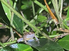 Eleutherodactylus wightmanae