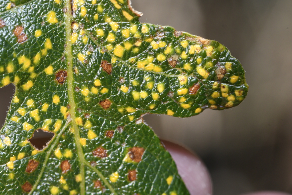 Phylloxera glabra