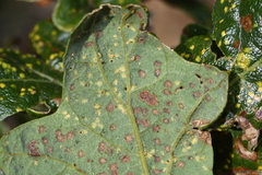 Phylloxera glabra