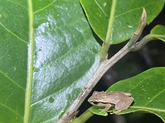 Eleutherodactylus brittoni