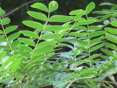 Gleditsia japonica