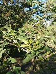 Syringa pubescens microphylla