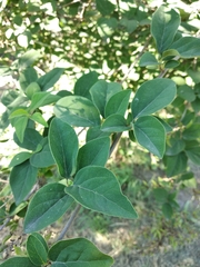 Syringa pubescens microphylla