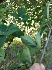 Syringa pubescens microphylla